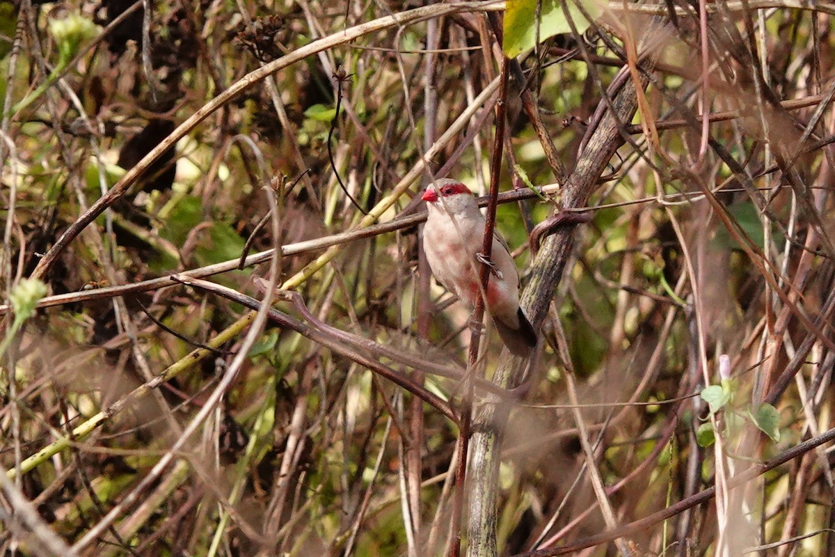 Black-rumped Waxbill - ML632695510