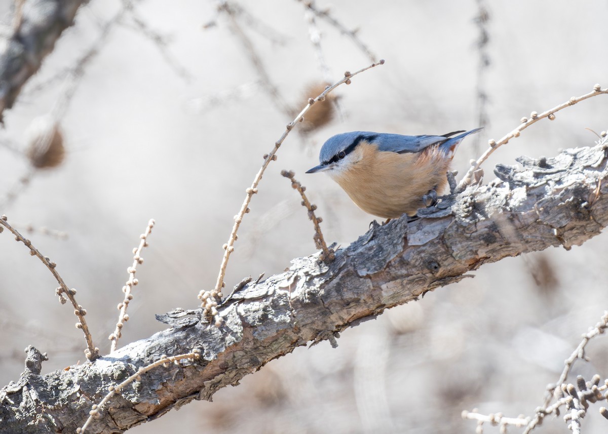 Eurasian Nuthatch (Chinese) - ML632695798