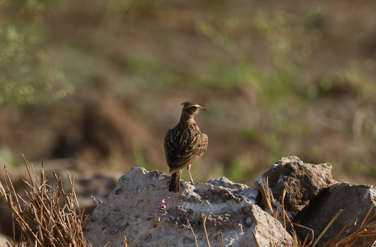 Deva Toygarı - ML632695918