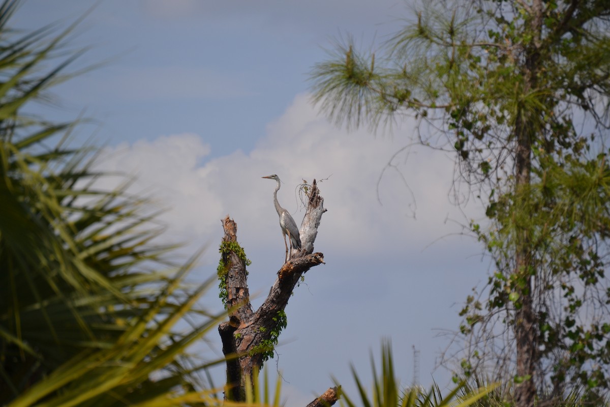 Great Blue Heron - ML632695986