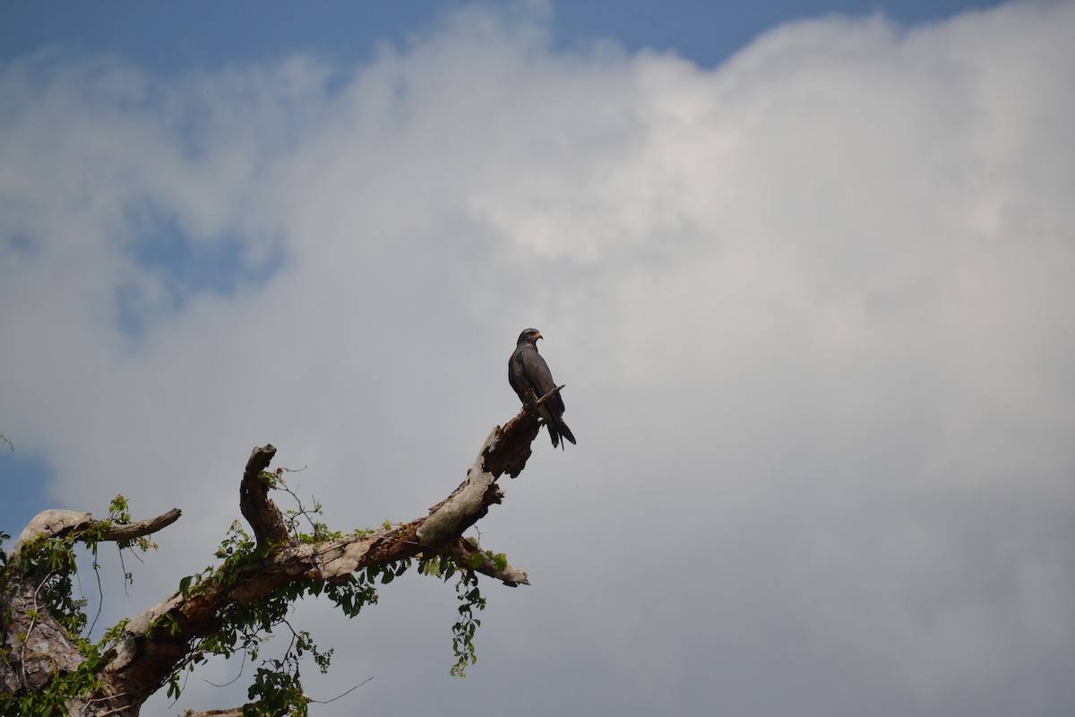 Snail Kite - ML632695998