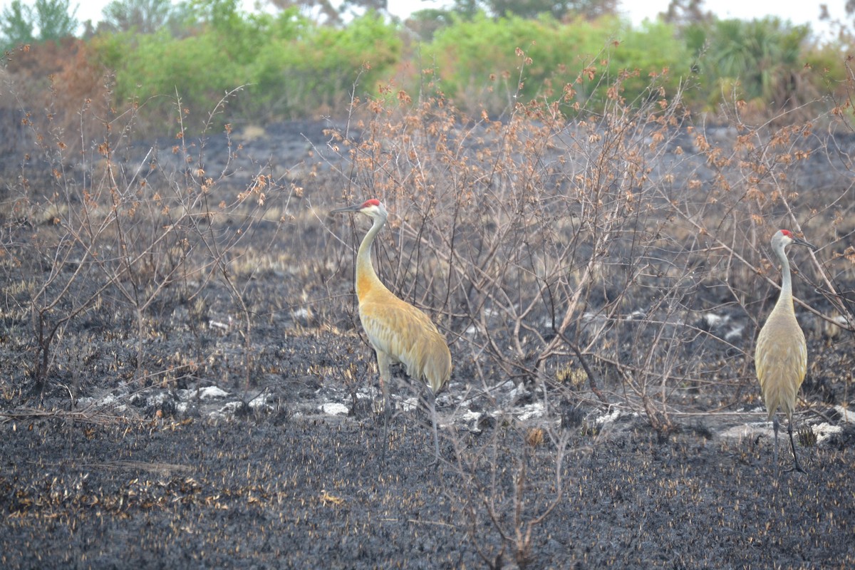 Sandhill Crane - ML632696021
