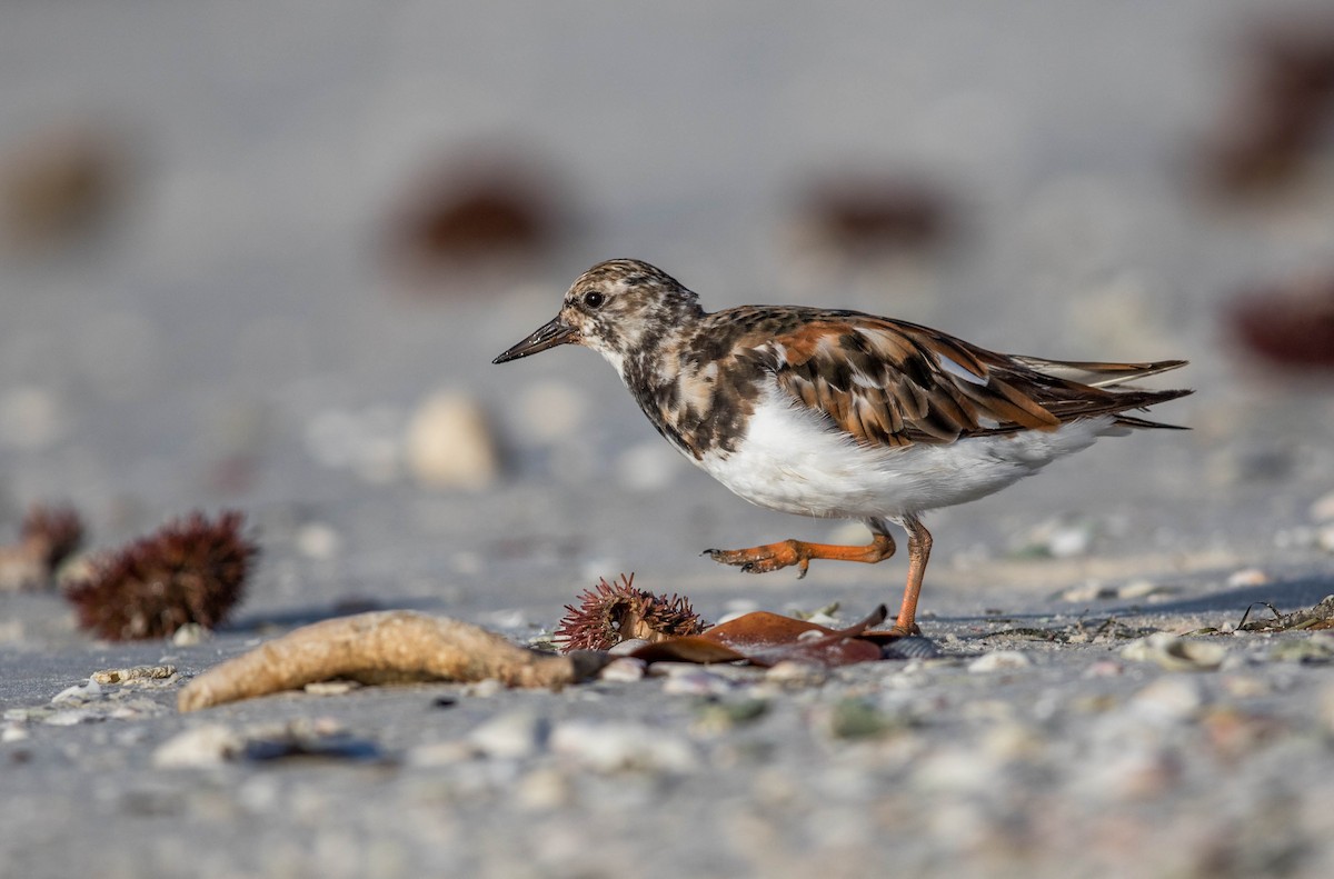 Ruddy Turnstone - ML63269621