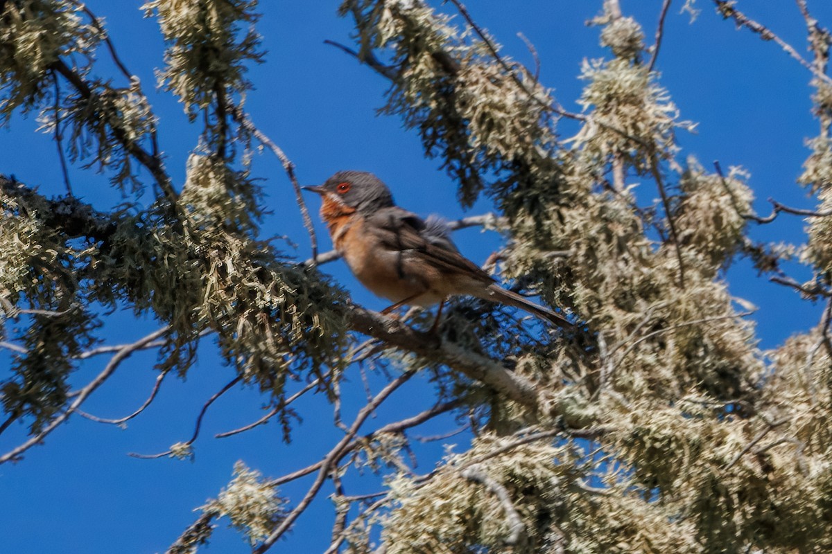 Fauvette passerinette - ML632696327