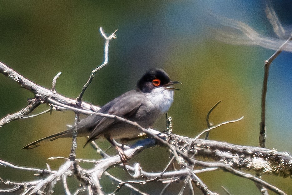 Fauvette mélanocéphale - ML632696330