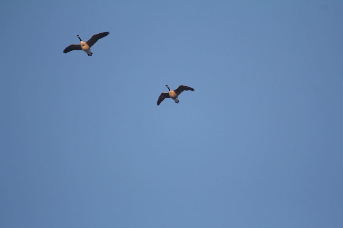 Canada Goose - ML632696410