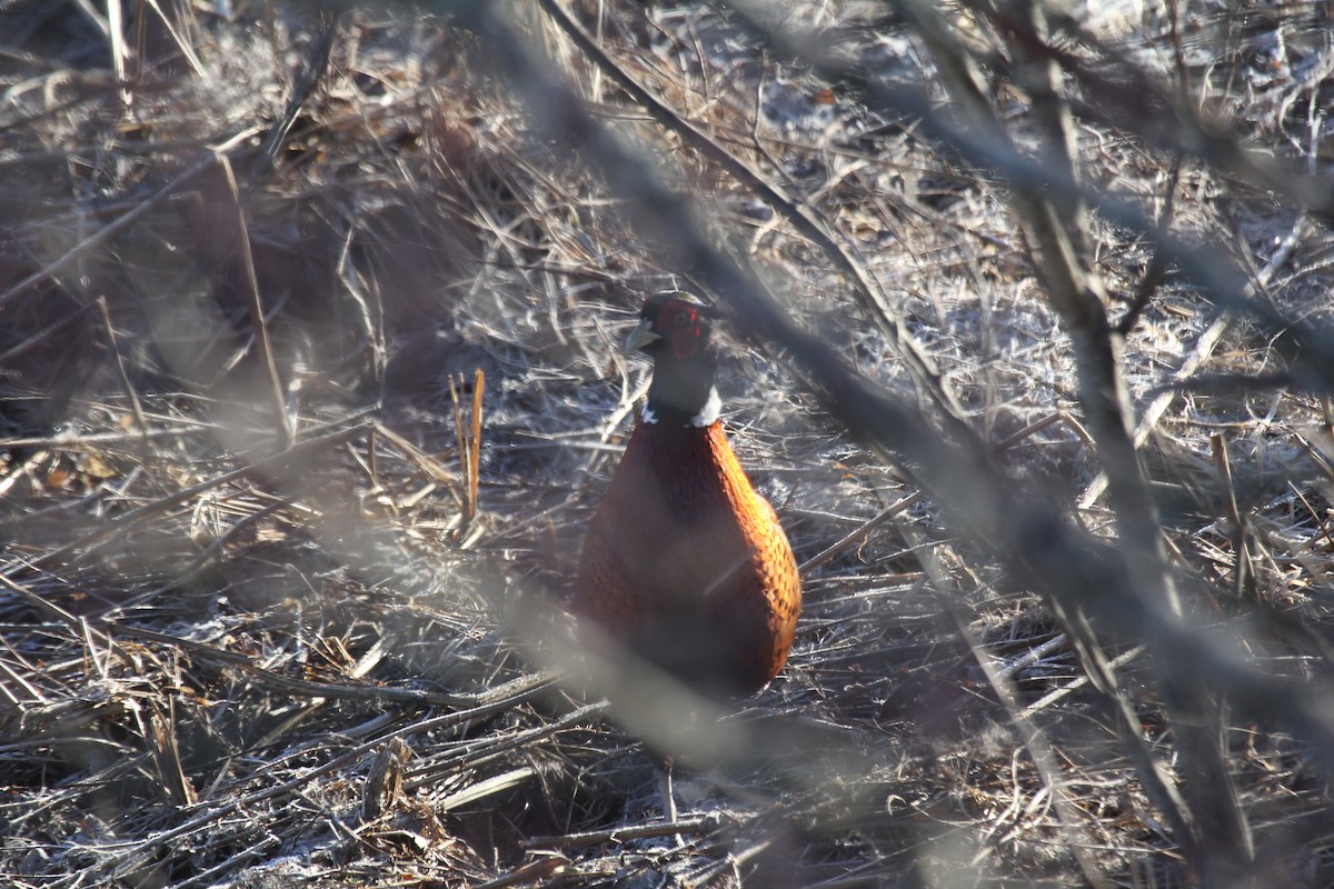 Ring-necked Pheasant - ML632696423
