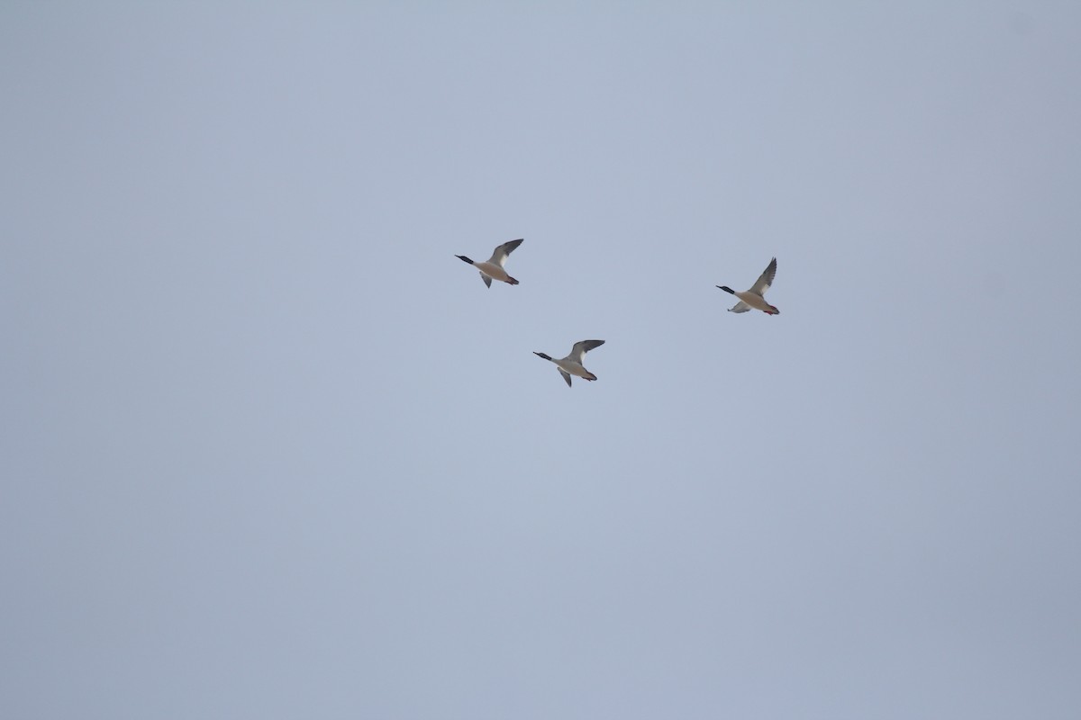 Common Merganser - ML632696436