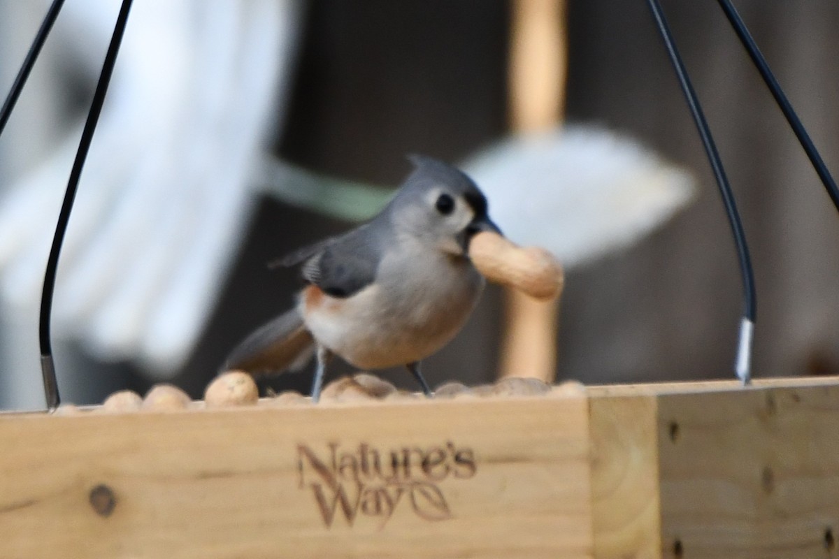 Tufted Titmouse - ML632696575