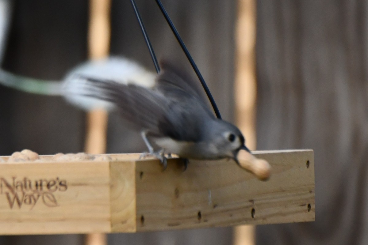 Tufted Titmouse - ML632696576
