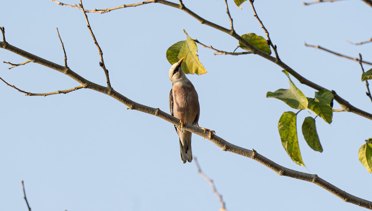 Burmese Myna - ML632696598