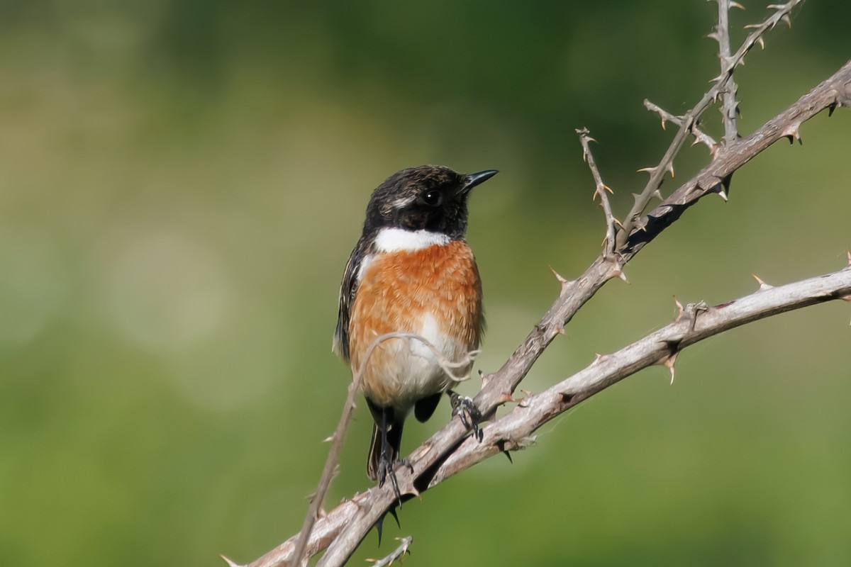 Tarier pâtre - ML632696741