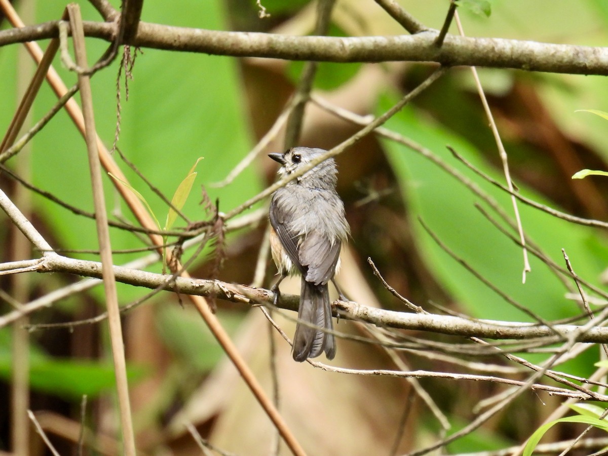 Tufted Titmouse - ML632696749