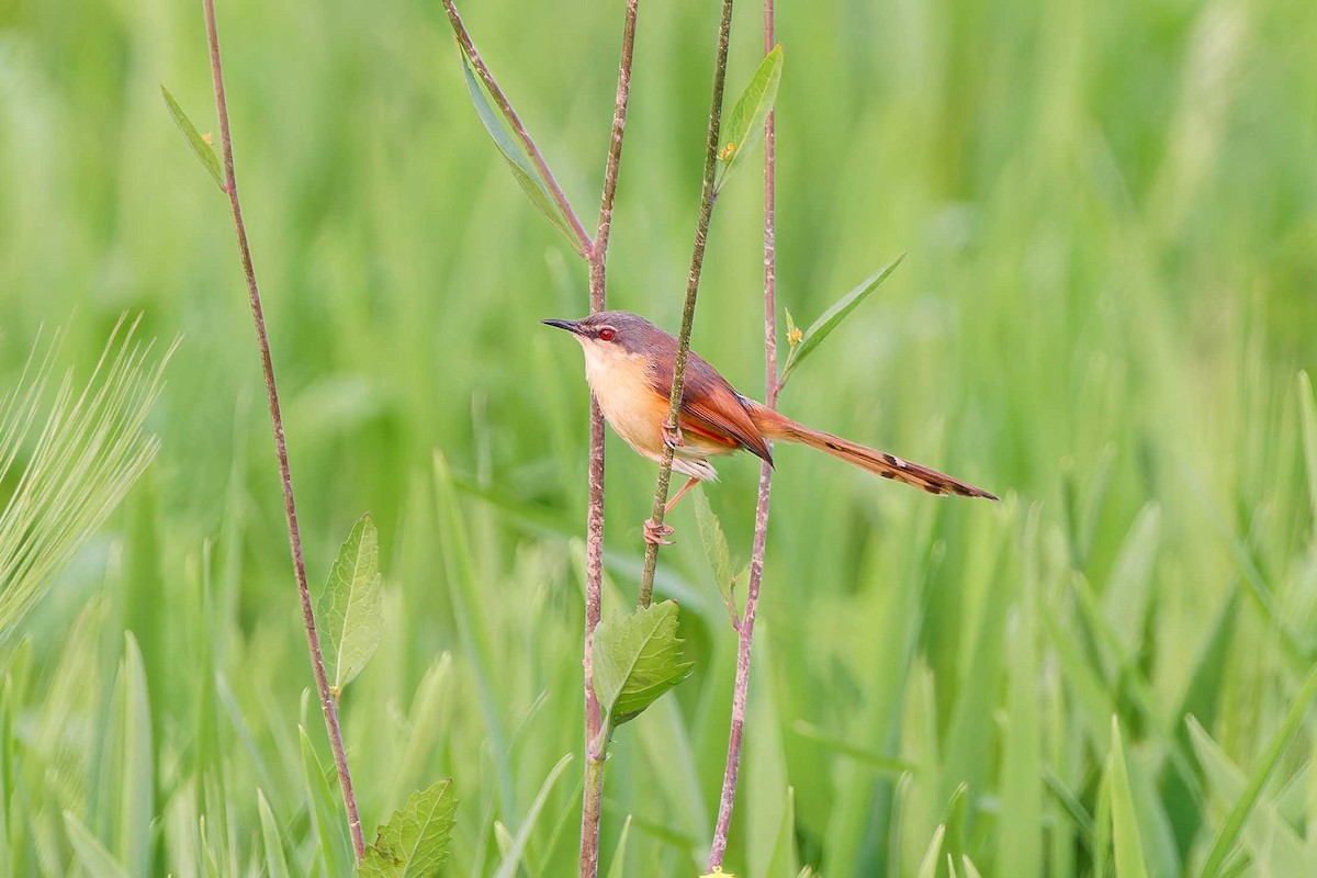 Ashy Prinia - ML632696832