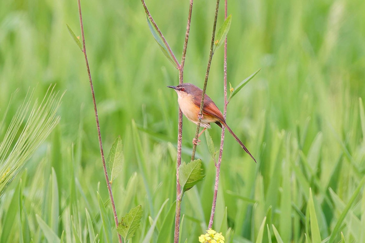 Ashy Prinia - ML632696833