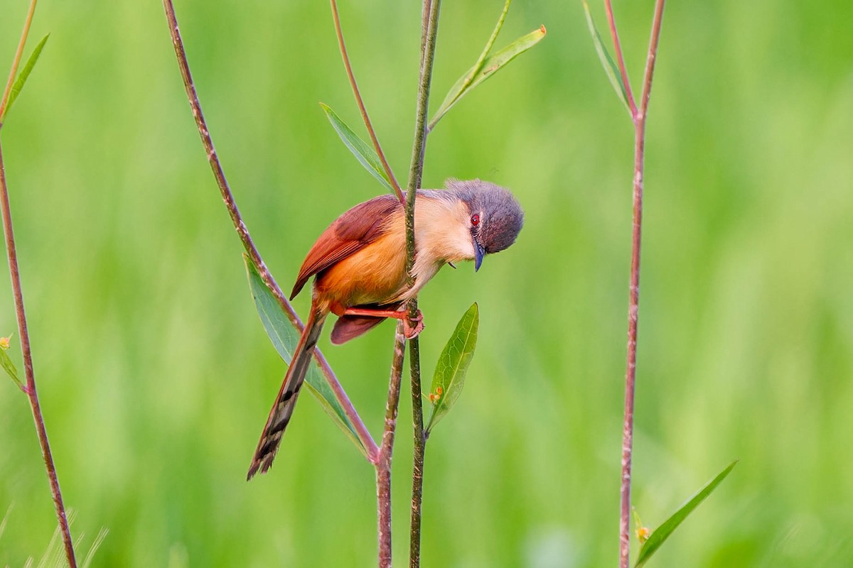 Ashy Prinia - ML632696836
