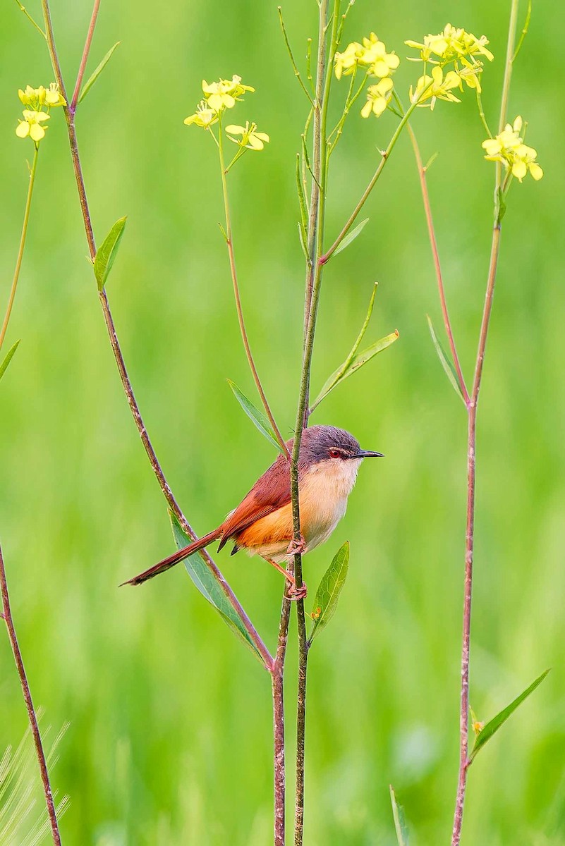 Ashy Prinia - ML632696837