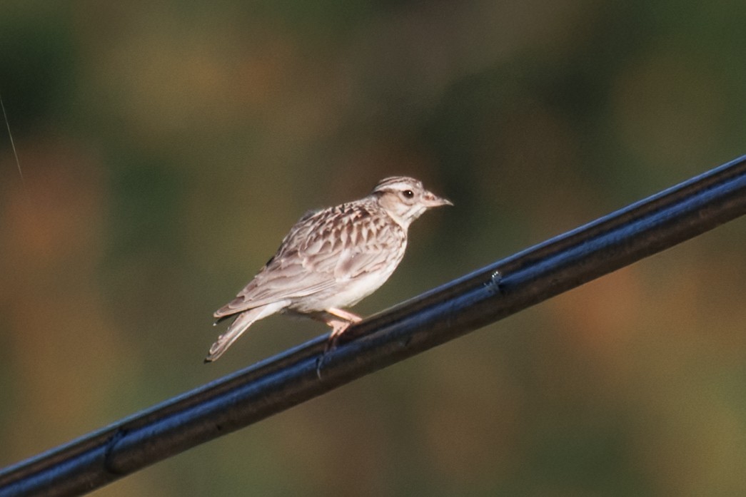 Alouette lulu - ML632696950