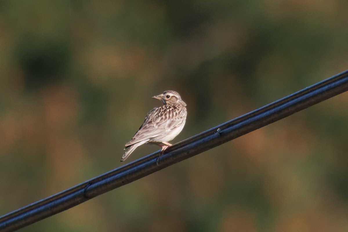 Alouette lulu - ML632696951