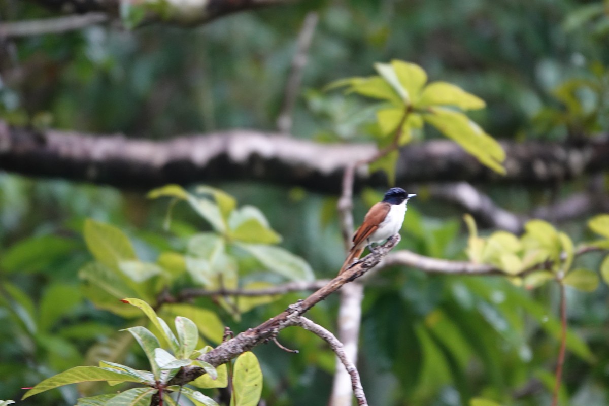 Shining Flycatcher - ML632696952
