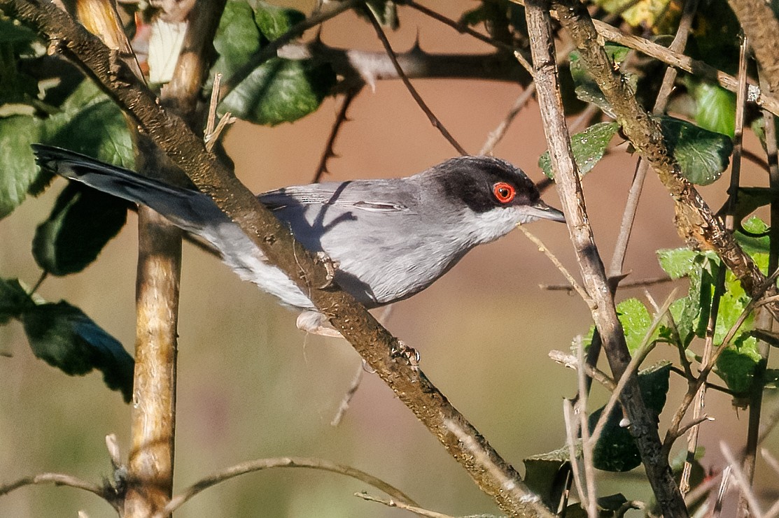 Fauvette mélanocéphale - ML632697071