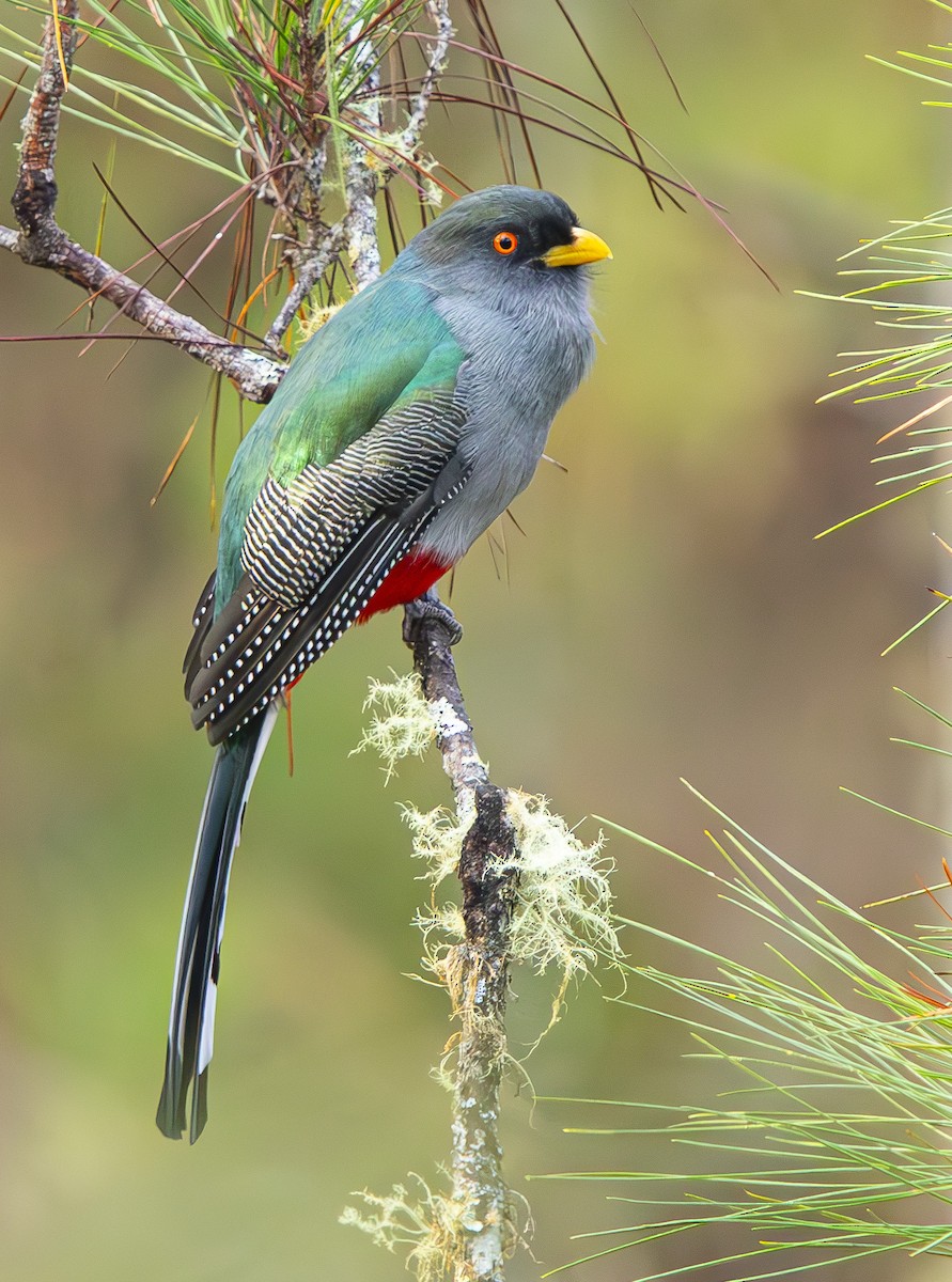 Hispaniolan Trogon - ML632697115