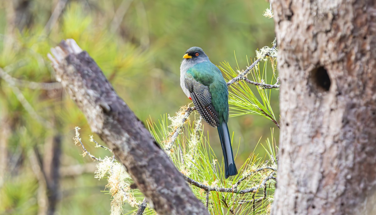 Hispaniolan Trogon - ML632697116