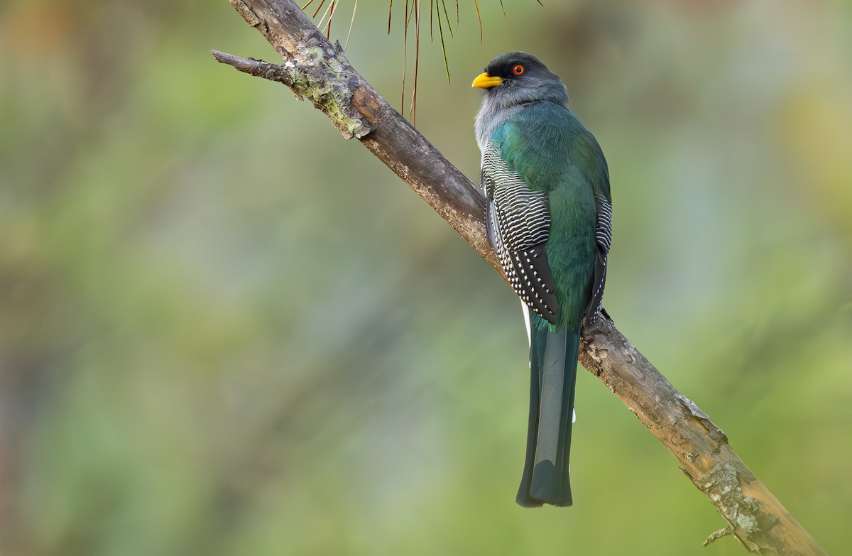 Hispaniolan Trogon - ML632697117