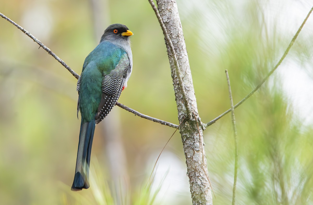 Hispaniolan Trogon - ML632697172