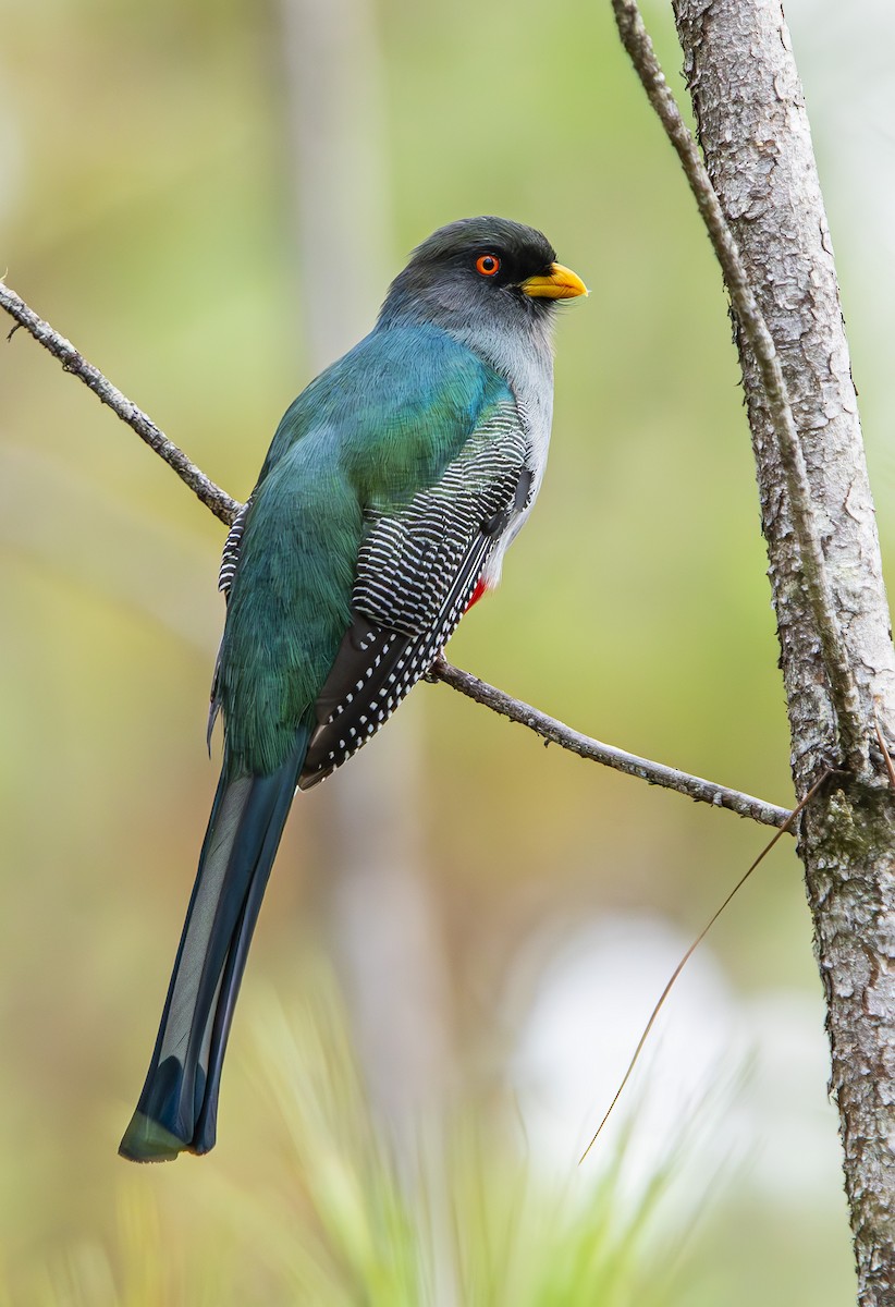 Hispaniolan Trogon - ML632697173