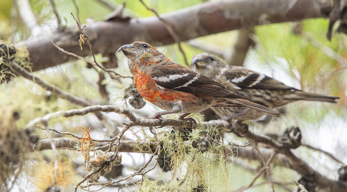 Hispaniolan Crossbill - ML632697292
