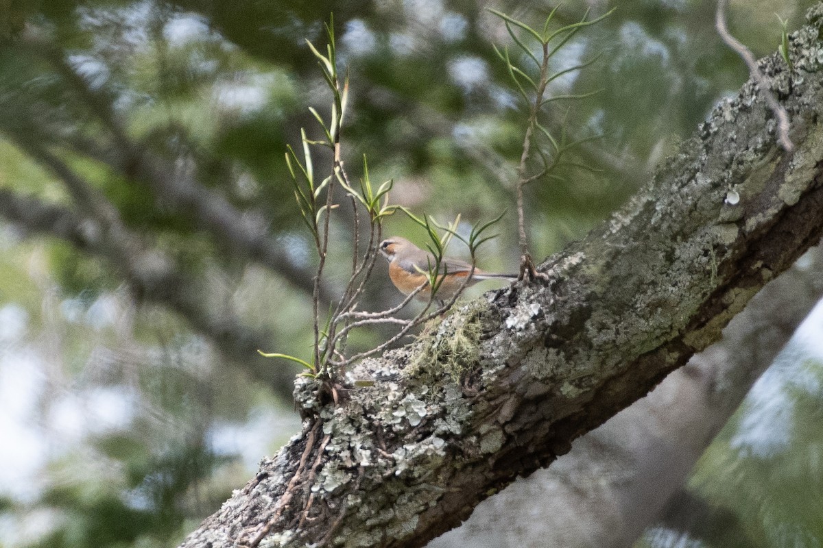 Miombo Scrub-Robin - ML632697404