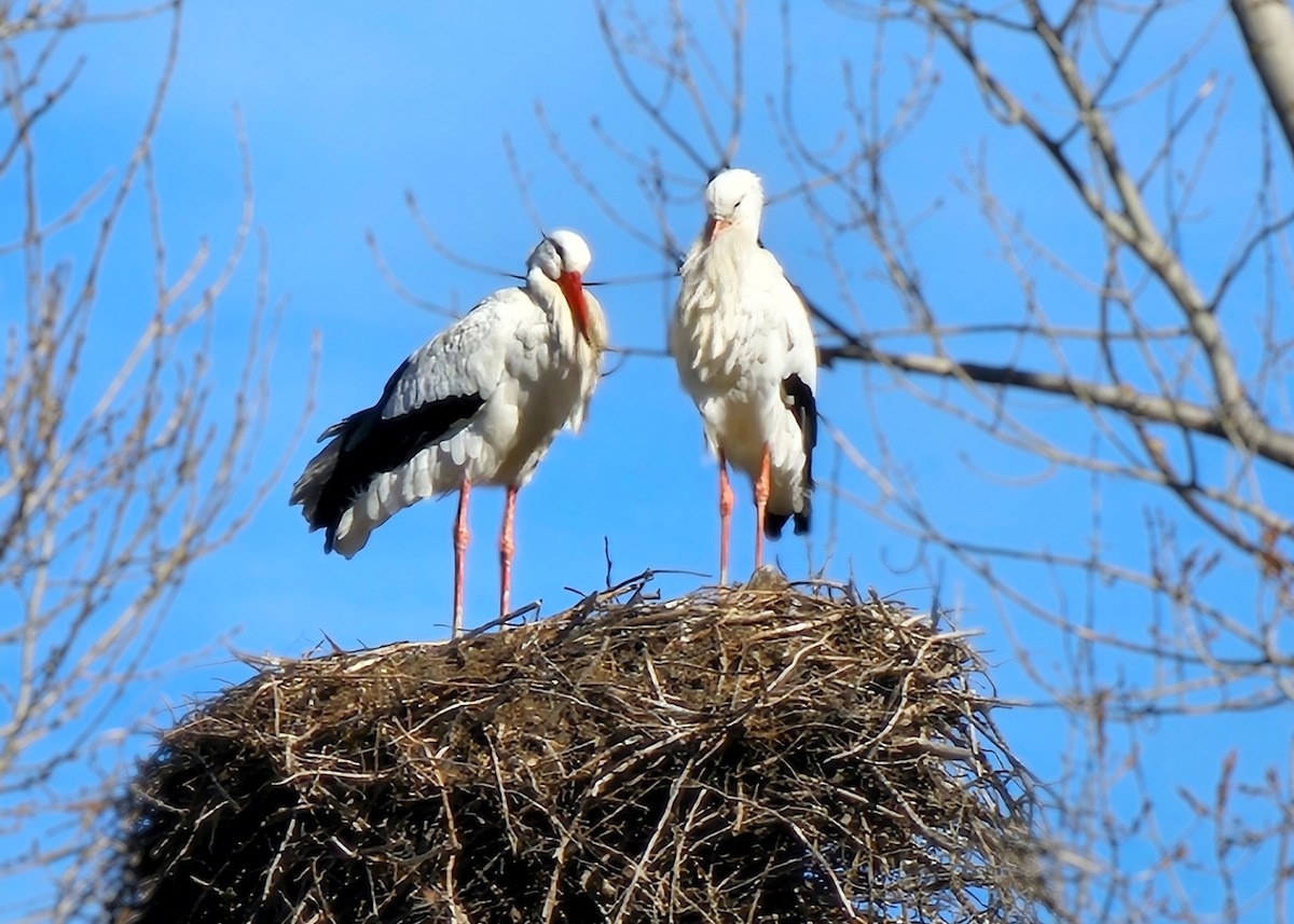 White Stork - ML632697505