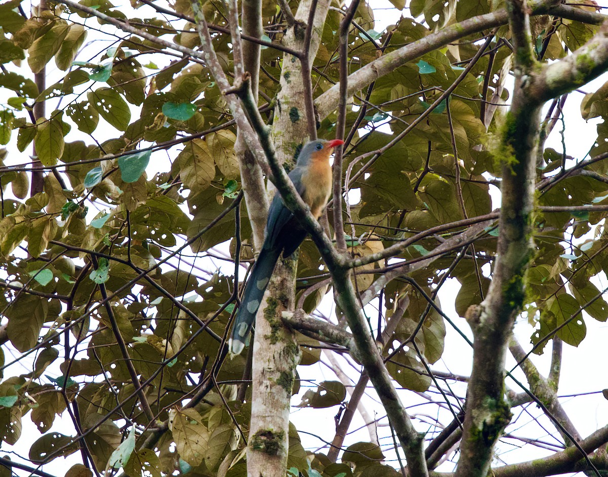 Red-billed Malkoha - ML632697540