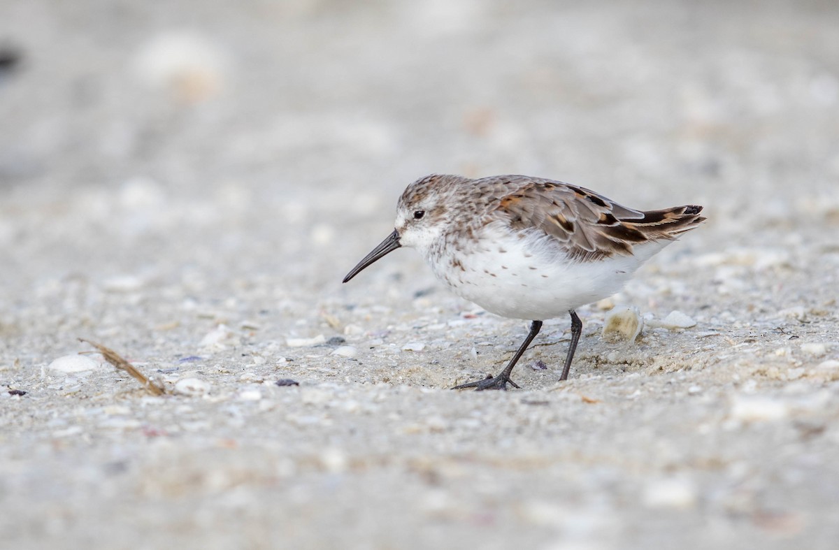 Western Sandpiper - ML63269761