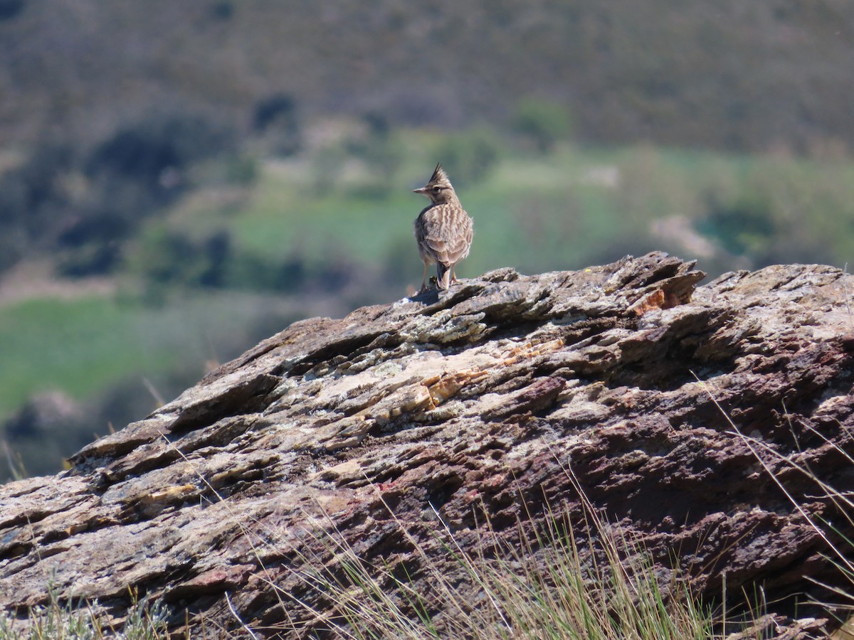 Thekla's Lark - ML632697812