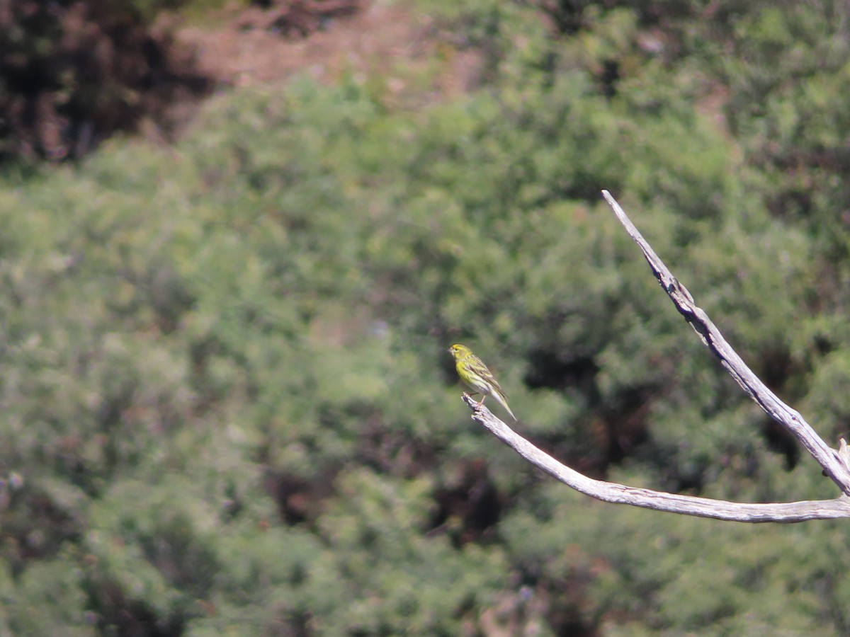European Serin - ML632697821