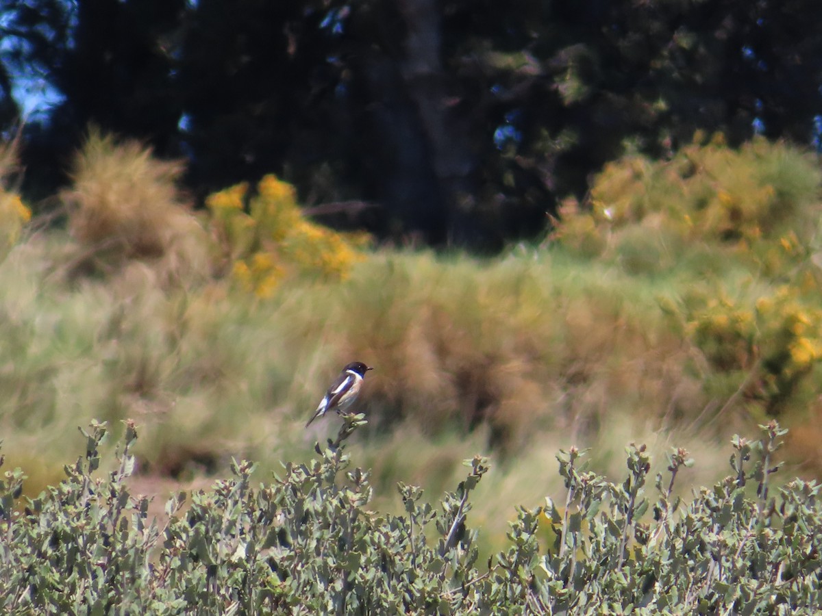 European Stonechat - ML632697825