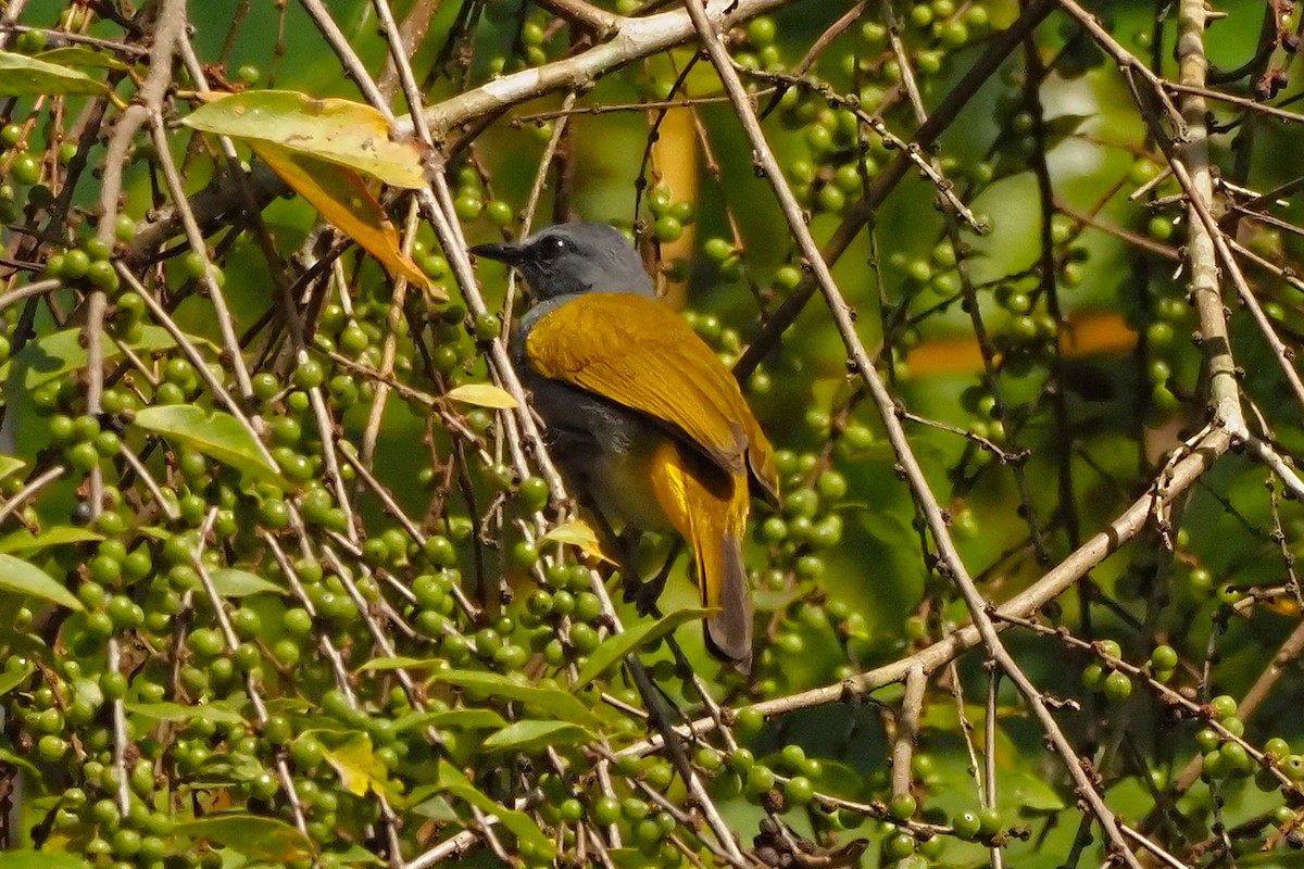 Gray-bellied Bulbul - ML632697924
