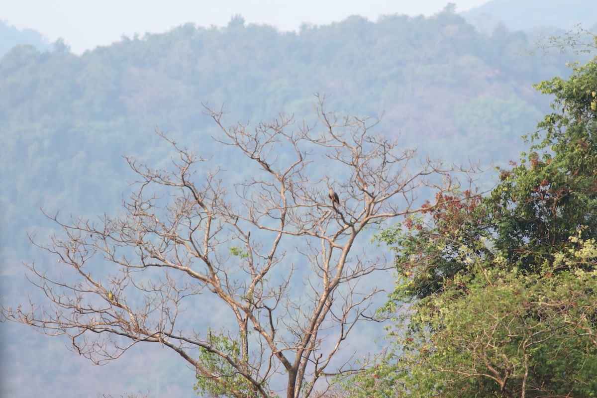 Malabar Imperial-Pigeon - ML632697944