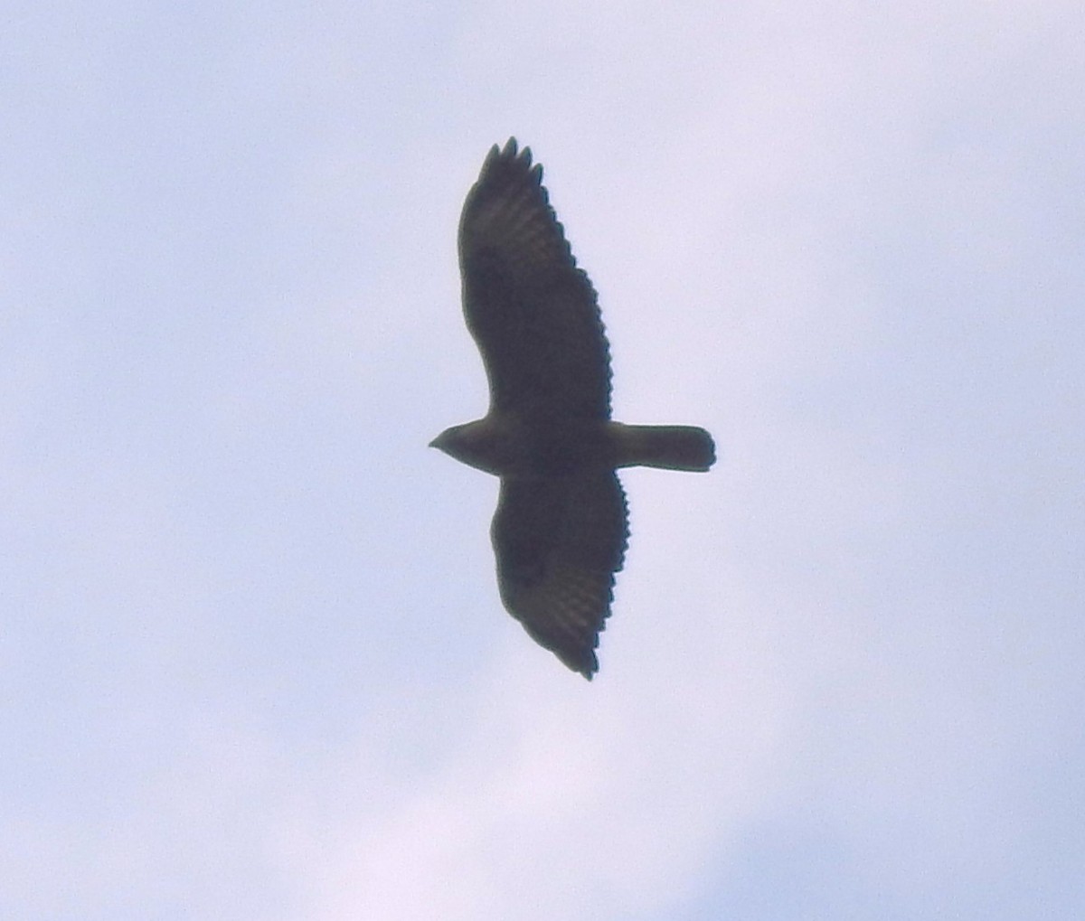 buse ou aigle sp. - ML632698097