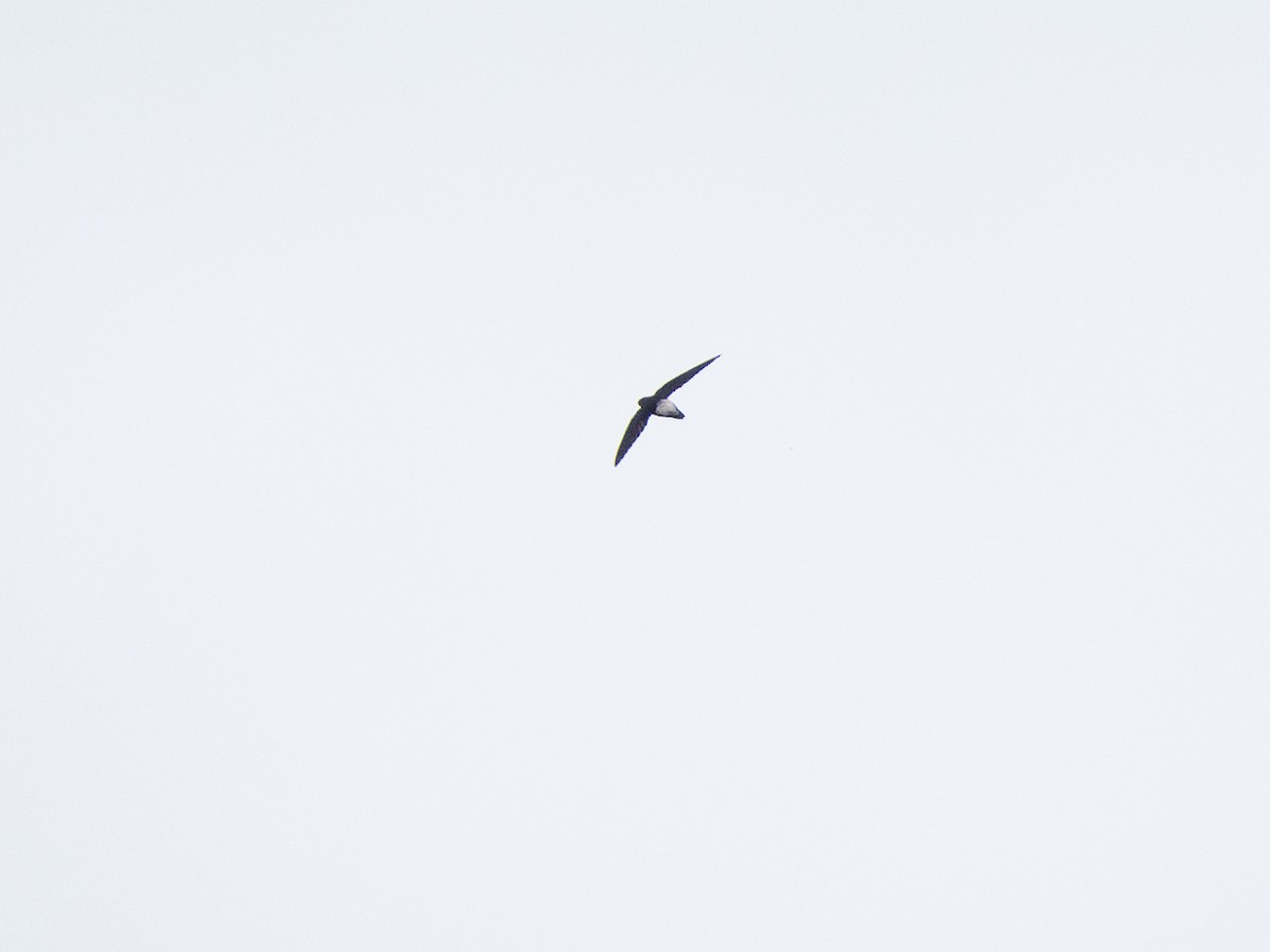 Pale-rumped Swift - ML632698325
