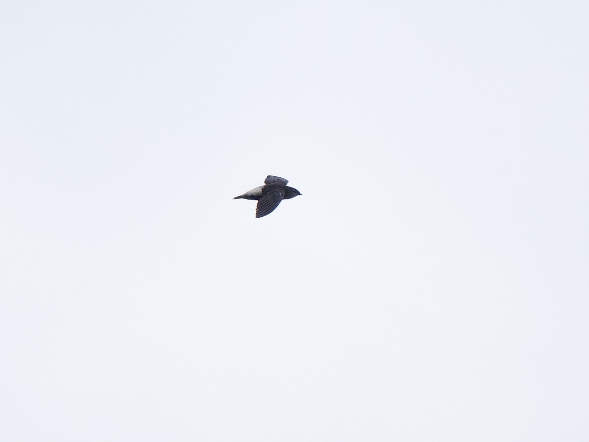 Pale-rumped Swift - ML632698326