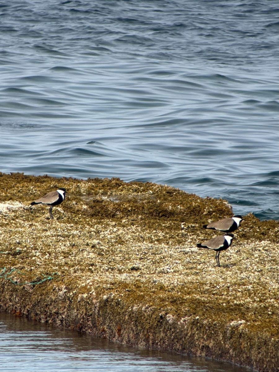 Spornkiebitz - ML632698328