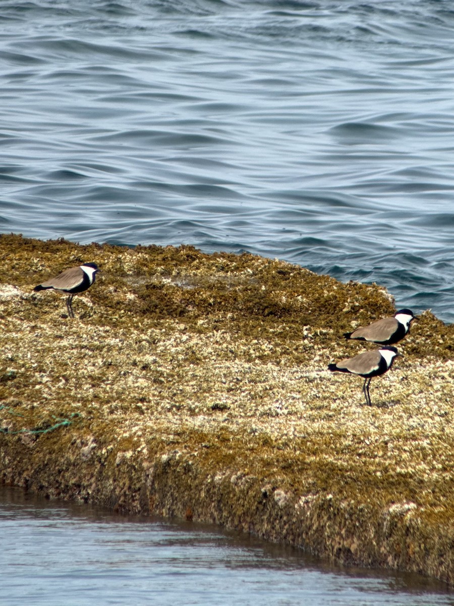 Spornkiebitz - ML632698329