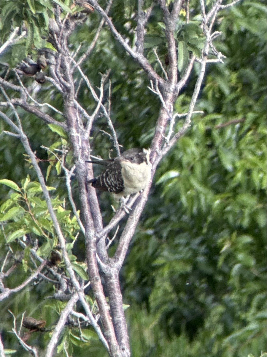 Häherkuckuck - ML632698439