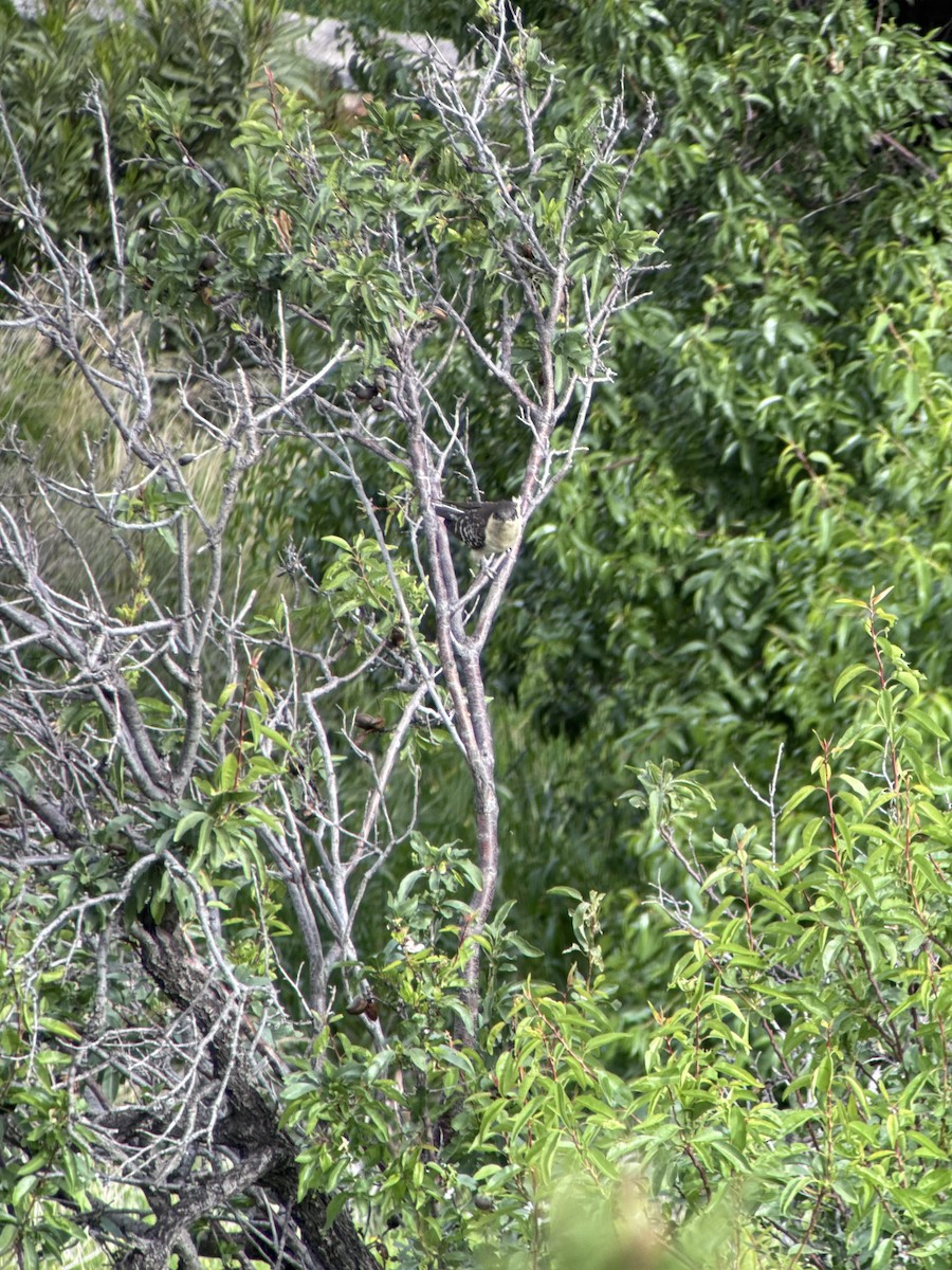 Häherkuckuck - ML632698440