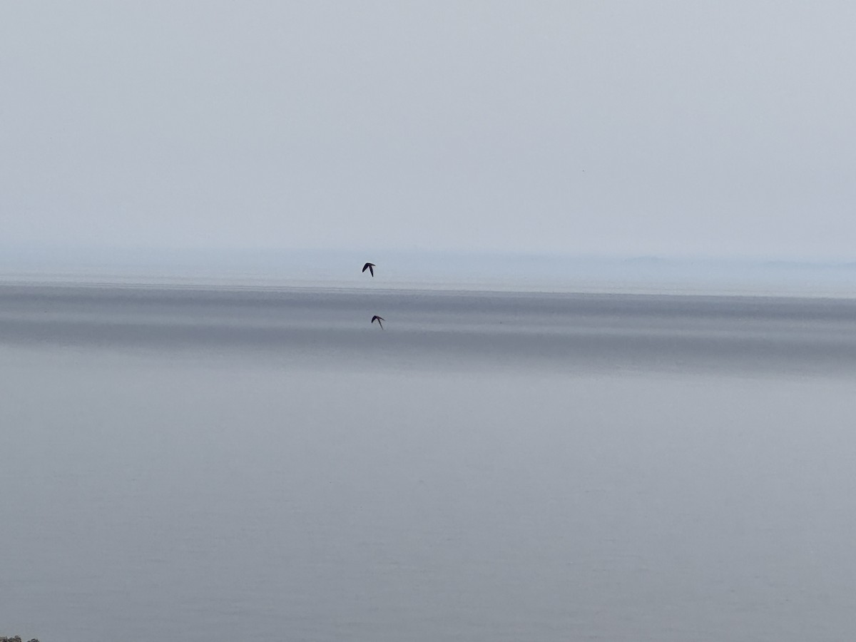 Alpensegler - ML632698445