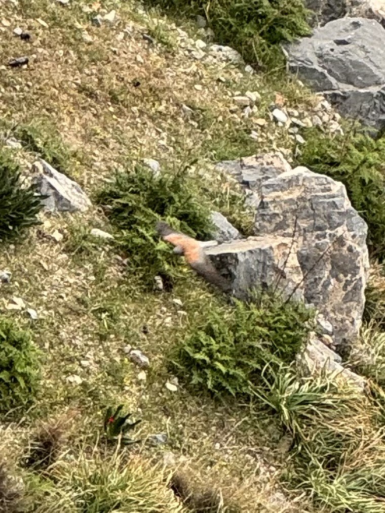 Rötelfalke - ML632698453