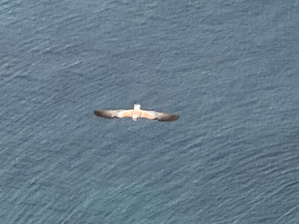 Rötelfalke - ML632698454